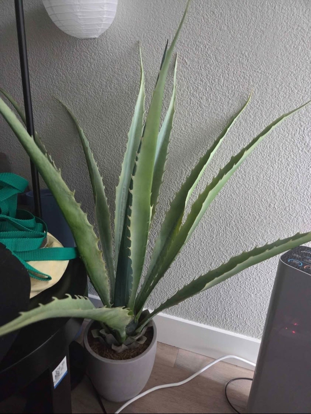Indoor Green Aloe Vera Plant in Light Pot - Home Accents